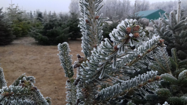 karácsonyfa ültetvény